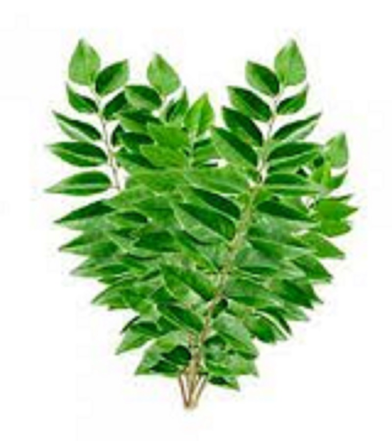 கருவேப்பிலை / Curry Leaves